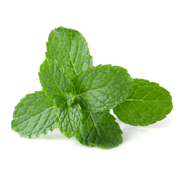 fresh-mint.png